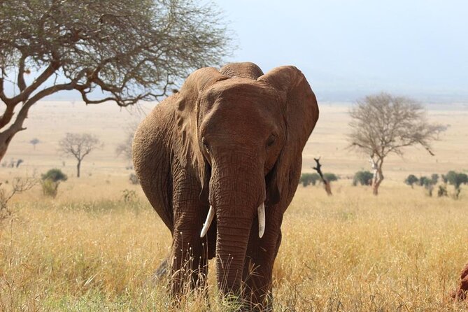 3 Days Safari Tsavo East and Taita Hills Saltlick Lodge - Saltlick Lodge vs Taita Hills Lodge: what you’re really choosing