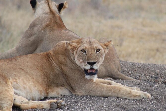 3 Days Safari Tsavo East and Taita Hills Saltlick Lodge - The guides: why private safaris feel smoother