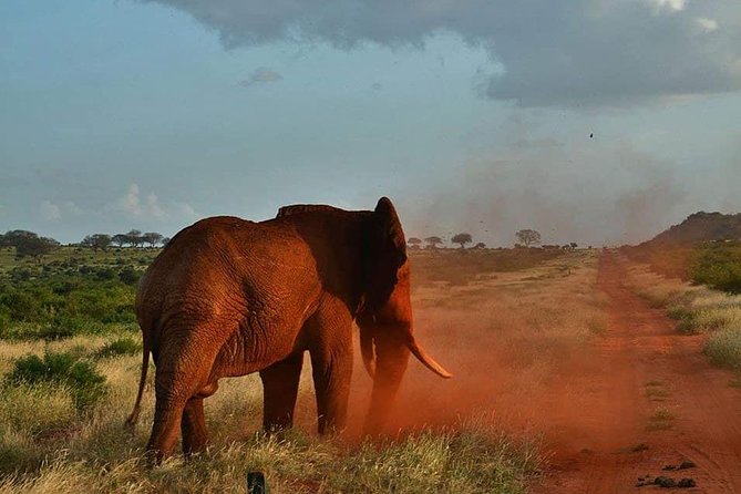 3 Days Safari Tsavo East and Taita Hills Saltlick Lodge - Day 3 at Taita Hills: the 10:00 am cutoff and final sightings