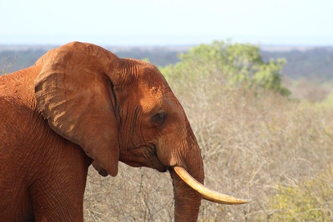 3 Days Safari Tsavo East and Taita Hills Saltlick Lodge - Price and value: is $800 per person worth it?