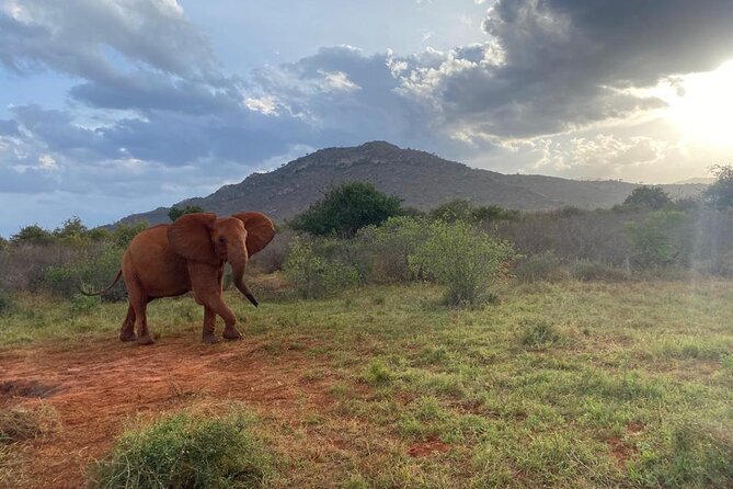 3 Days Safari Tsavo East and Taita Hills Saltlick Lodge - Logistics that matter: timing, comfort, and what to pack