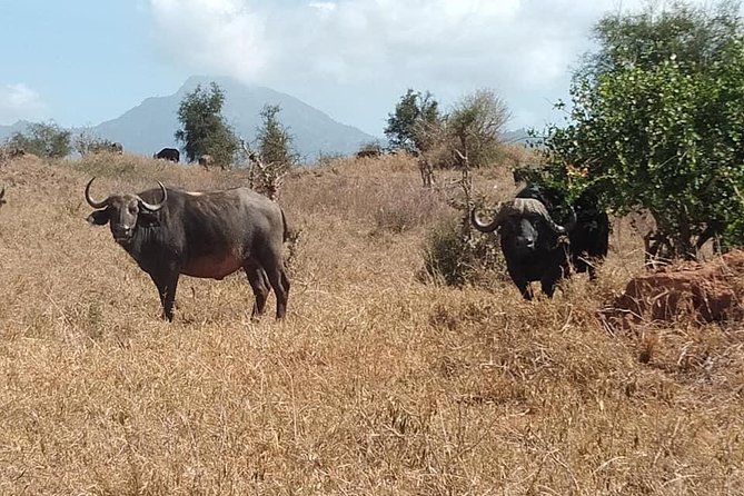 3 Days Safari Tsavo East and Taita Hills Saltlick Lodge - Taita Hills Wildlife Sanctuary: your best chance to slow down and focus