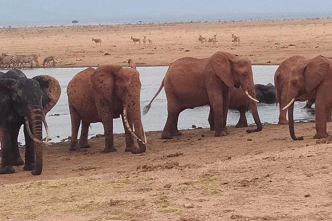 3 days safari Tsavo East and West - Key things I’d pay attention to