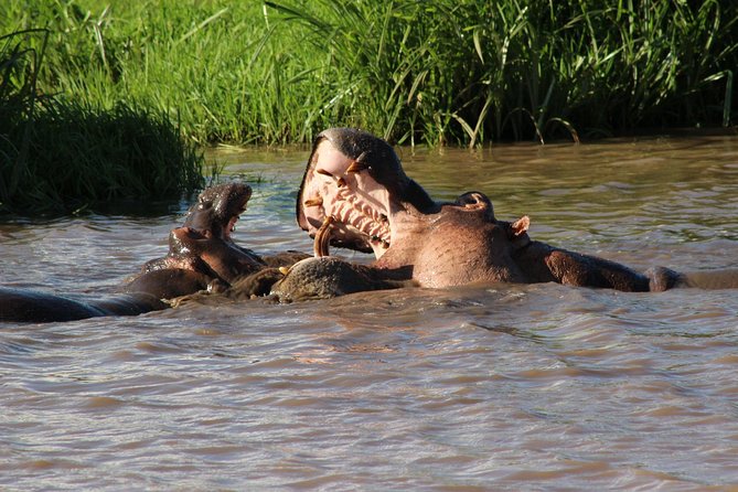 3 days safari Tsavo East and West - Ngulia Safari Lodge base and how it affects your sightings