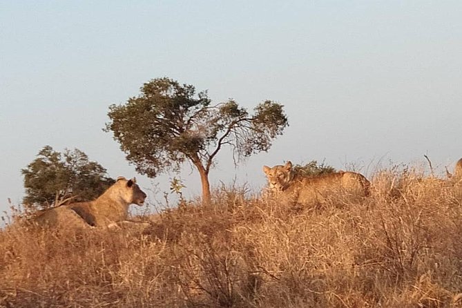 3 days safari Tsavo East and West - Day 3 early morning game drive, then lunch on the highway