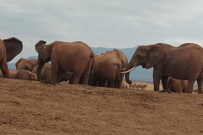 3 days safari Tsavo East and West - How private transport changes the experience (minibus or jeep)
