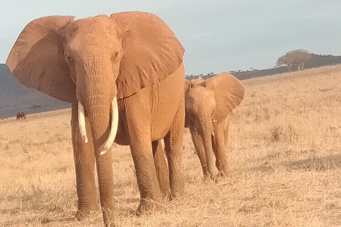 3 days safari Tsavo East and West - Guides and the human touch that makes Tsavo feel smooth