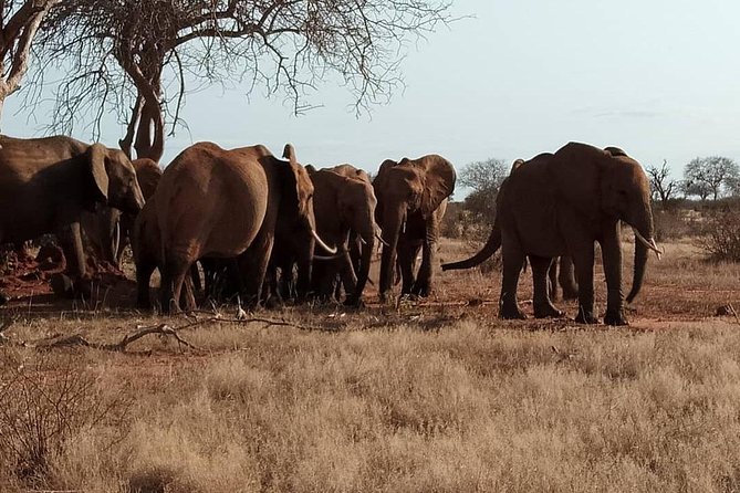 3 days safari Tsavo East and West - Tsavo East to Tsavo West, plus Mzima Springs on the move