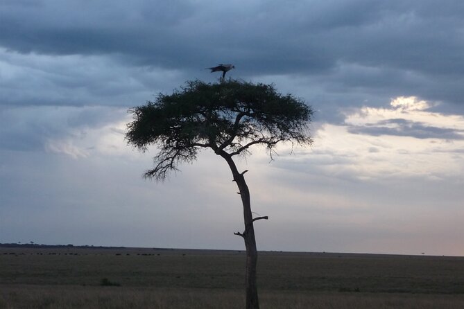 3 Days to Maasai Mara N/R. - Why 3 Days in Maasai Mara feels like the sweet spot
