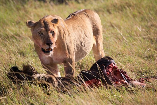 3 Days Tsavo East & Amboseli (2 Nights) - How the Schedule Sets You Up for Better Wildlife Viewing