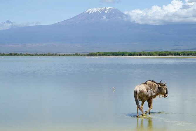 3 Days Tsavo East & Amboseli (2 Nights) - Who This Tour Is Best For