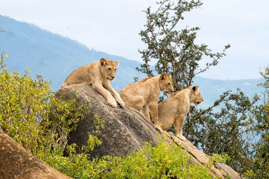3 DAYS TSAVO EAST- AMBOSELI PARKS FROM MOMBASA/DIANI - Tsavo East National Park: lions, waterholes, and that famous story