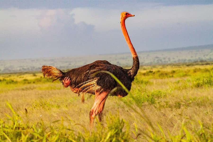 3 DAYS TSAVO EAST- AMBOSELI PARKS FROM MOMBASA/DIANI - Lodges at Voi Wildlife Lodge and Nyati Safari Camp: comfort vs proximity