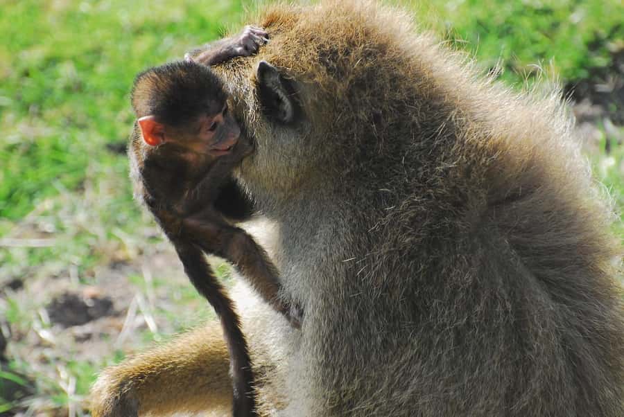 3 DAYS TSAVO EAST- AMBOSELI PARKS FROM MOMBASA/DIANI - Guide matters: Kasimu, Patrick, Bindo, and how to set expectations