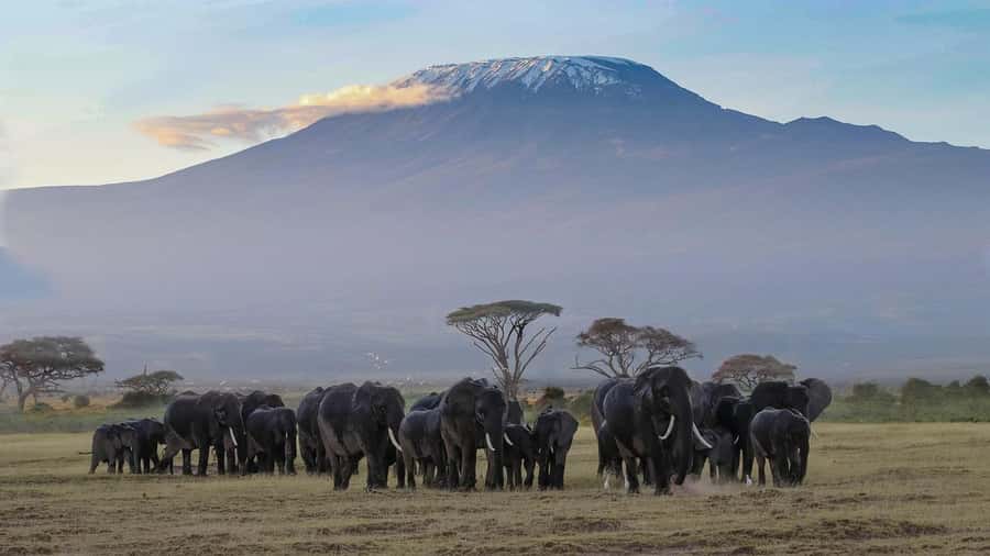 3 DAYS TSAVO EAST- AMBOSELI PARKS FROM MOMBASA/DIANI - Value for $1,085: what you get, and what you may need to plan