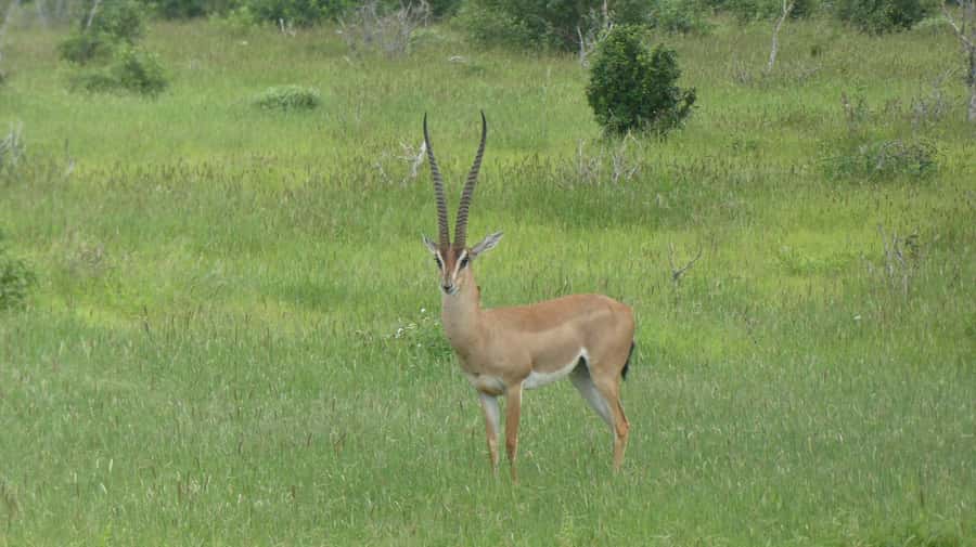 3 days Tsavo East and Amboseli safari from Diani/Mombasa - Day 2 transfer into Amboseli: the move that sets up Kilimanjaro