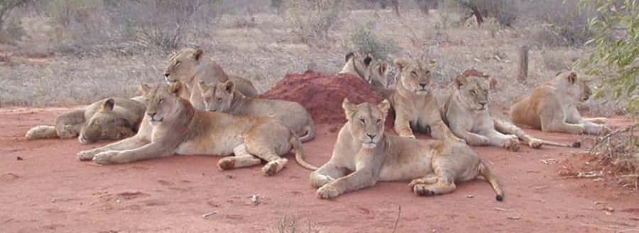 3 days Tsavo East and Amboseli safari from Diani/Mombasa - Getting from Diani and Mombasa to Tsavo East (Buchuma Gate by late morning)