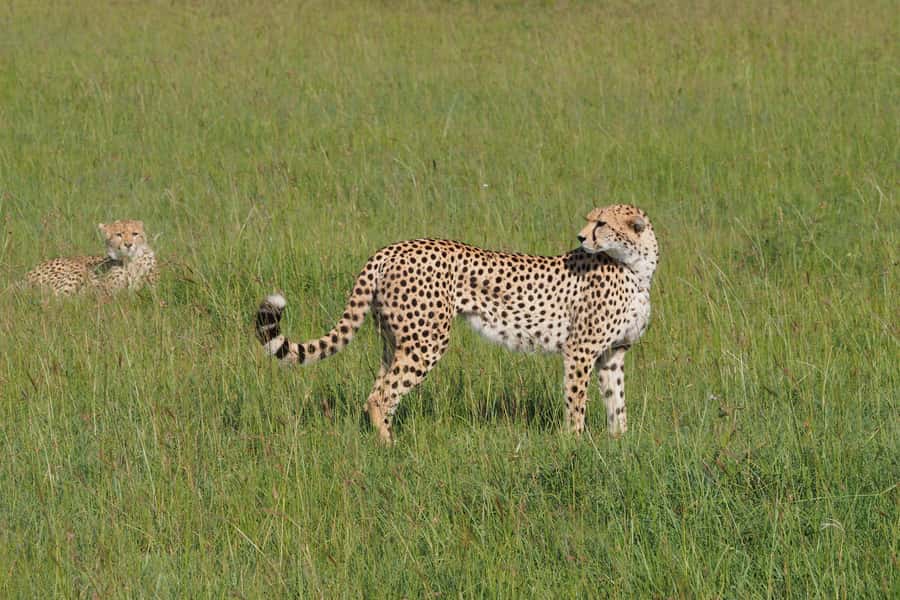 3 days Tsavo East and Saltlick safari from Diani/Mombasa - The Lodge Part: Comfort Between Drives Without Losing Daylight