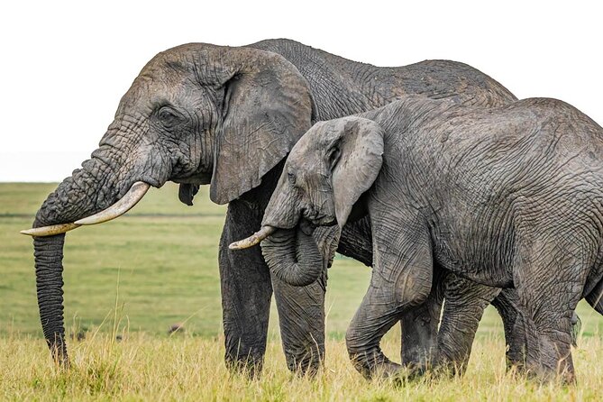 3 Days Unforgettable Masai Mara Safari Tour - Key highlights you can plan around
