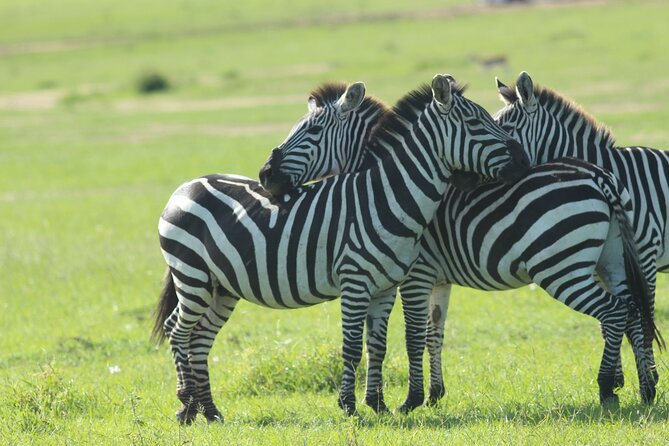 3 Days Unforgettable Masai Mara Safari Tour - Price and logistics: does $750 per person feel fair?