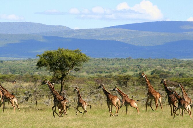 3 Days Unforgettable Masai Mara Safari Tour - Day 1: late-afternoon arrival, check-in, and sundowners