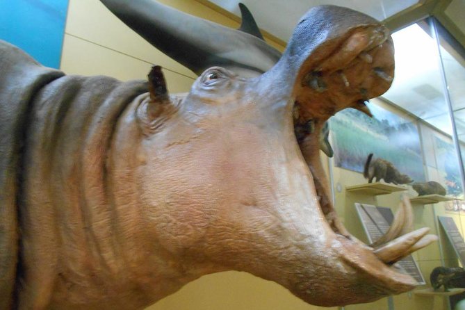 3 Hours Nairobi National Museum - Price and what it really buys you ($52, with admission and transfers)
