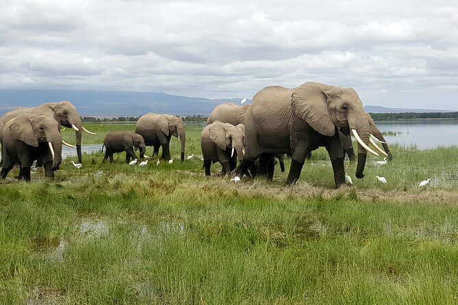 3day Amboseli Park Private safari - Key highlights from this 3-day Amboseli private safari