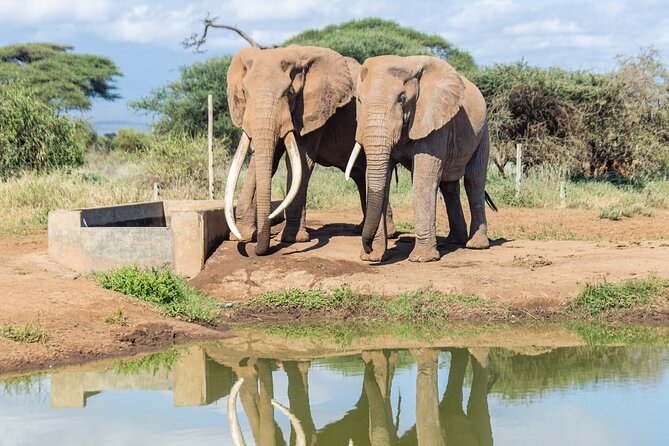 3day Amboseli Park Private safari - Why Amboseli is a Kilimanjaro showstopper from Nairobi
