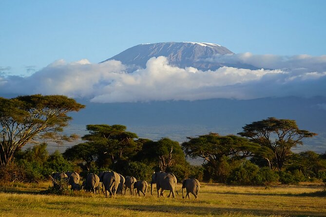 3day Amboseli Park Private safari - Day 3: sunrise game drive for the dawn chorus, then back to Nairobi