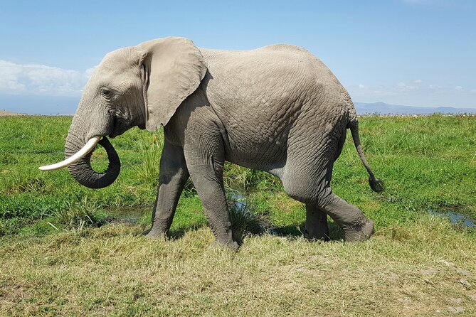 3day Amboseli Park Private safari - Lodging and meals: camp life that fits the safari schedule