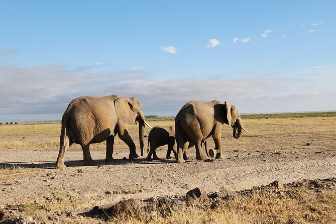 3day Amboseli Park Private safari - Wildlife expectations: elephants, birds, and the big moments