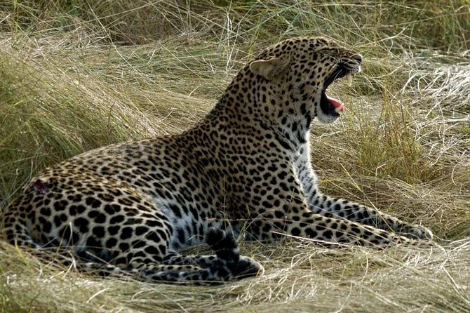 3days/2nights group joining Masai Mara with Masai Village Visit - Day 3: Masai village visit, then back to Nairobi