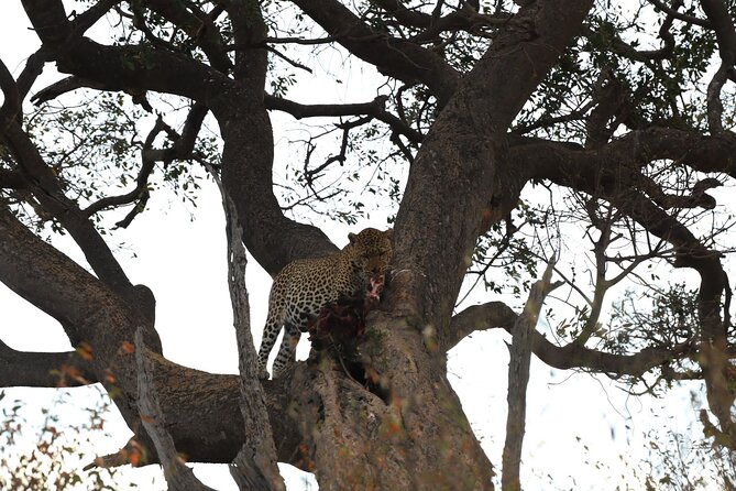 3days/2nights group joining Masai Mara with Masai Village Visit - The safari rhythm: early starts, long drives, and why it works
