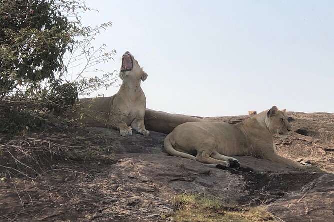 3days/2nights group joining Masai Mara with Masai Village Visit - Nairobi pickup and the road to the reserve
