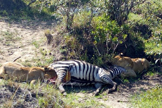 3Days 2nights Masai Mara group joining safari - Price and value: what $772 covers (and what it does not)