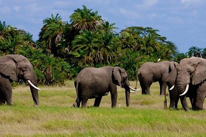3days masai mara best of lodge safari - Nairobi to Maasai Mara: the Rift Valley viewpoint and Narok lunch