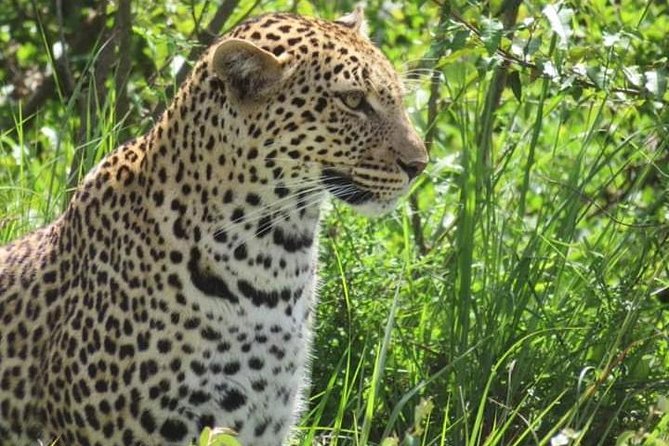 3days masai mara best of lodge safari - What to expect on game drives: the basics that help you enjoy it