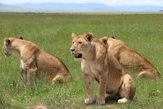 3days Masai Mara private safari with a 4x4 land cruiser Jeep - Key Highlights You Should Know