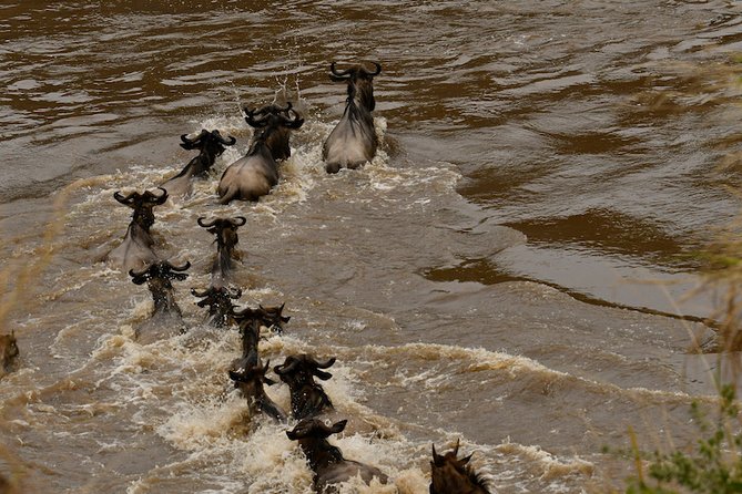 3days Masai Mara private safari with a 4x4 land cruiser Jeep - Entering The Mara in a Pop-up Roof Land Cruiser