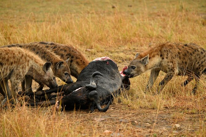 3days Masai Mara private safari with a 4x4 land cruiser Jeep - Lodge Comfort and Full-Board Meals After Long Drives