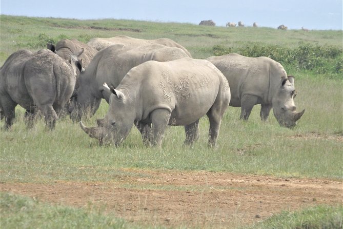 4-Day Adventure to Lake Nakuru & Maasai Mara - Day 2 drive into Maasai Mara: the Serengeti connection and a late-afternoon start