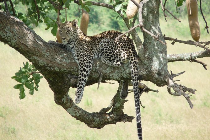 4-Day Adventure to Lake Nakuru & Maasai Mara - Day 3 full Mara time: the picnic lunch near the Mara River and the Big Five hunt