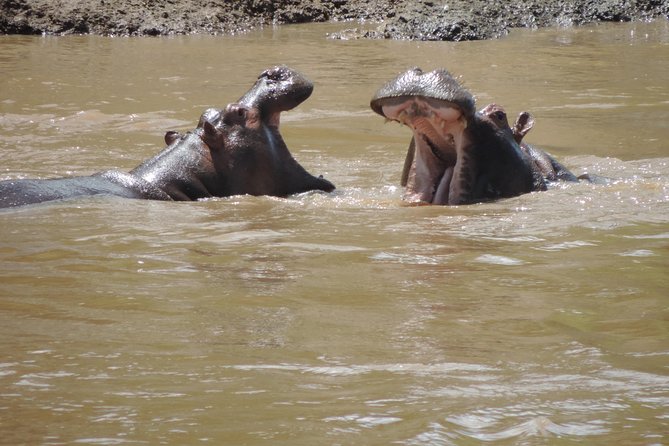 4-Day Adventure to Lake Nakuru & Maasai Mara - Day 4 return to Nairobi: optional Maasai village visit and a Carnivore lunch
