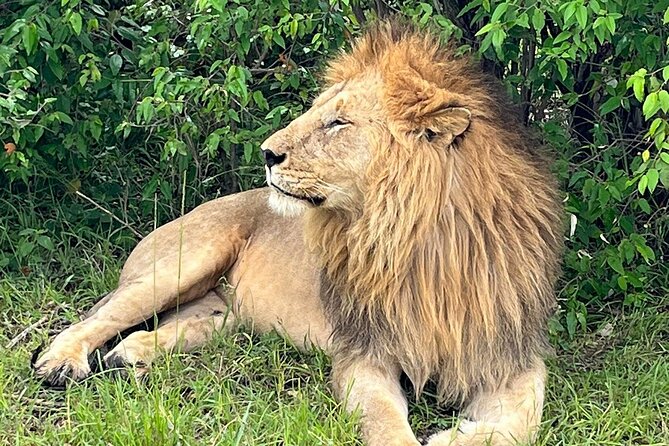 4-Day Adventure to Lake Nakuru & Maasai Mara - Guides and the small-group advantage (why it comes up again and again)
