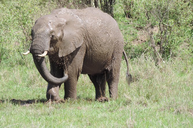 4-Day Adventure to Lake Nakuru & Maasai Mara - Day 1 at Lake Nakuru: flamingos, rhinos, and your first game-view window
