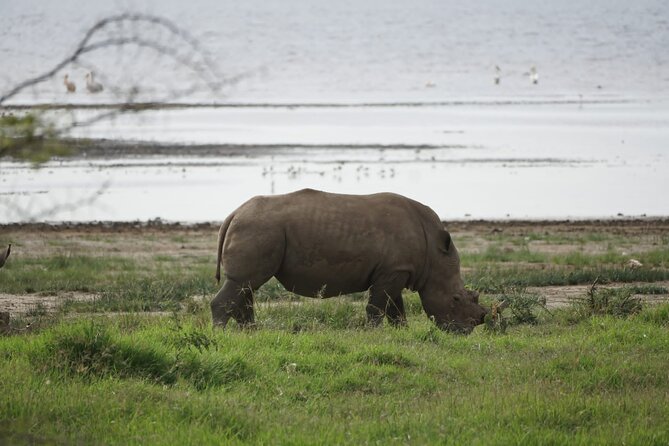 4-Day Group Safari to Maasai Mara & Lake Nakuru- 4 x 4 jeep - Key highlights to look for