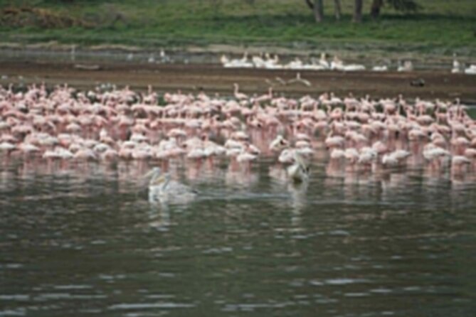 4-Day Group Safari to Maasai Mara & Lake Nakuru- 4 x 4 jeep - The 4x4 pop roof Land Cruiser setup: why it matters on safari