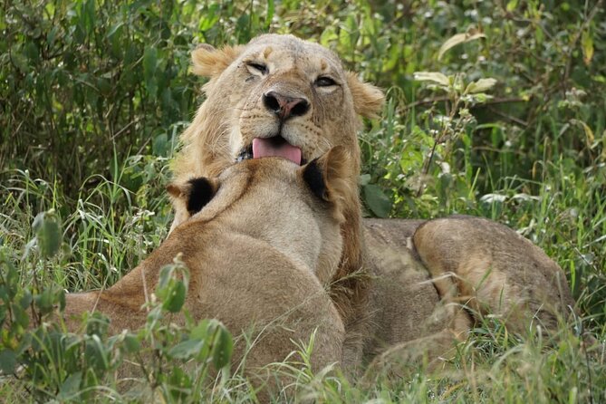 4-Day Group Safari to Maasai Mara & Lake Nakuru- 4 x 4 jeep - Day 2 is your big game drive day, with Mara River viewing and a picnic lunch