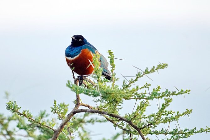4 Day Group Tour to Maasai Mara and Lake Nakuru by a 4WD Cruiser - Day 1 Nairobi to Maasai Mara: Rift Valley Views and First Game Drive