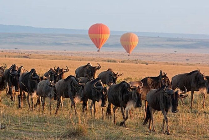 4 Day Group Tour to Maasai Mara and Lake Nakuru by a 4WD Cruiser - What Your 4WD Pop-Roof Jeep Really Changes